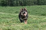 CHIEN FINNOIS DE LAPONIE 158